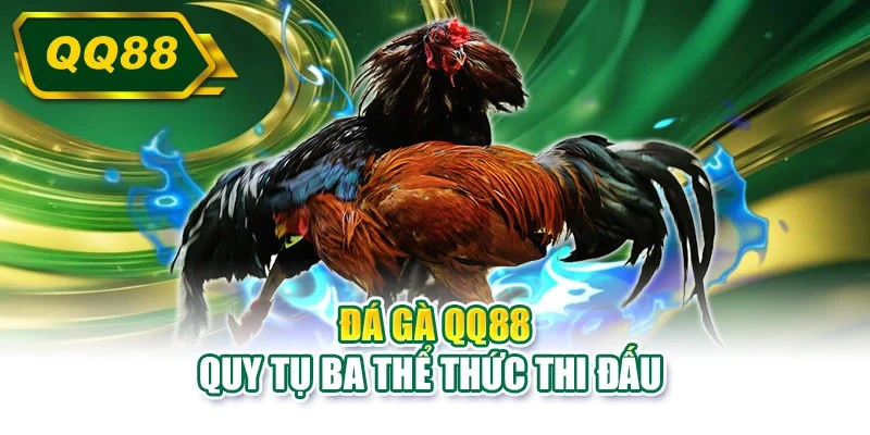 Đá gà QQ88 quy tụ ba thể thức thi đấu 