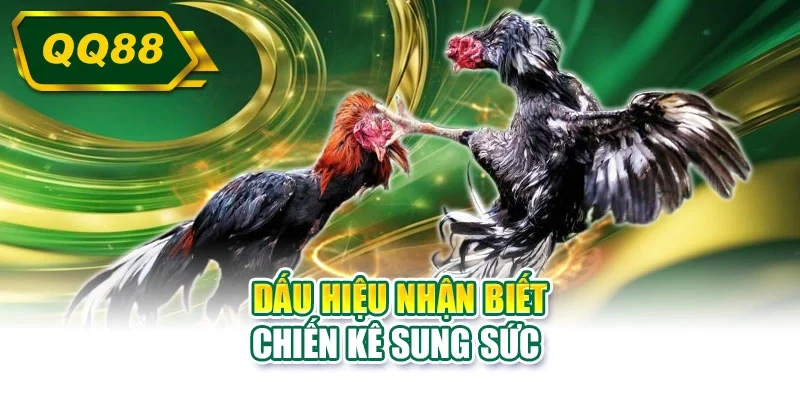 Dấu hiệu nhận biết chiến kê sung sức 